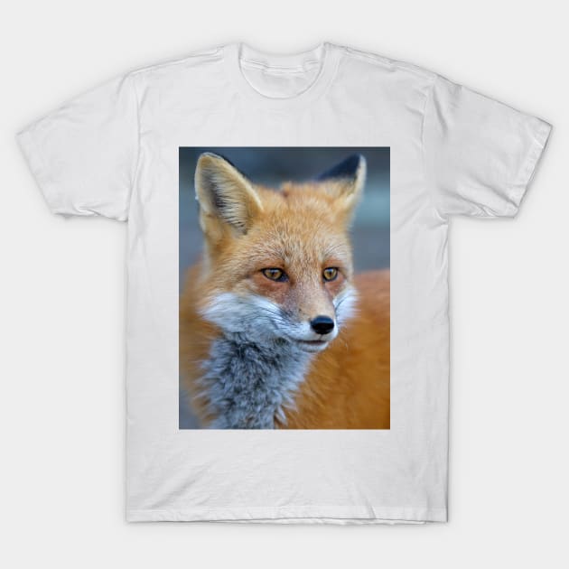 Red Fox - Algonquin Park, Canada T-Shirt by Jim Cumming